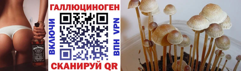 Купить где Искитим Галлюциногенные грибы GOLDEN TEACHER